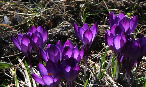 Crocus violet