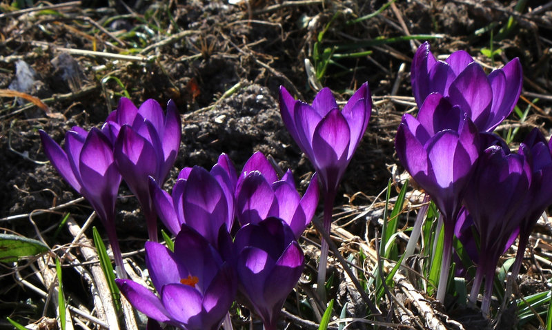 Crocus violet