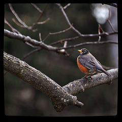 American Robin