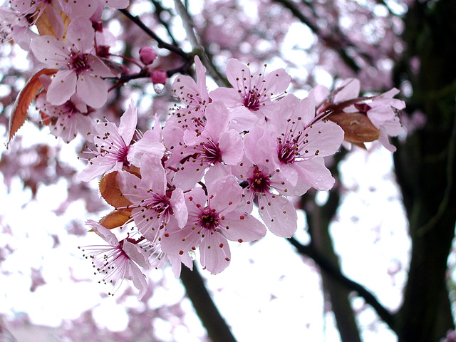 Sakura / Hanami