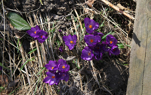 Crocus violet