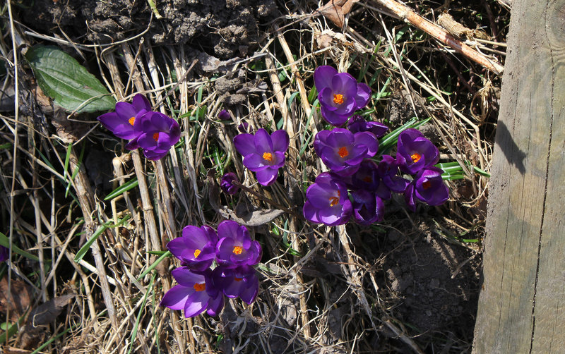 Crocus violet