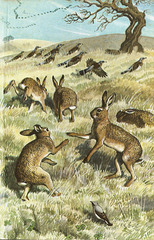 March Hare madness!