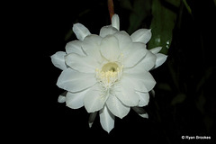 20090715-0023 Epiphyllum oxypetalum (DC.) Haw.