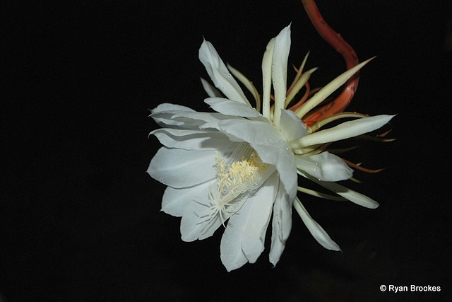 20090715-0045 Epiphyllum oxypetalum (DC.) Haw.