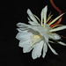 20090715-0045 Epiphyllum oxypetalum (DC.) Haw.