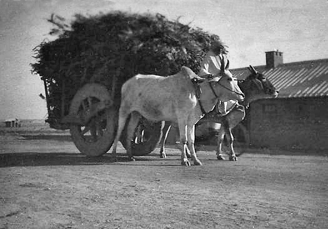 Bullock Cart India c1945