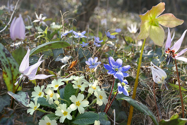 Ein Stück Waldboden im Frühjahr bei Tremosine im Naturpark Parco 'Alto Garda Bresciano'. ©UdoSm