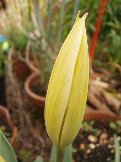 Lovely new yellow tulip