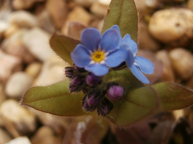 Tiny forget-me-not