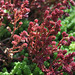 Sedum moranense