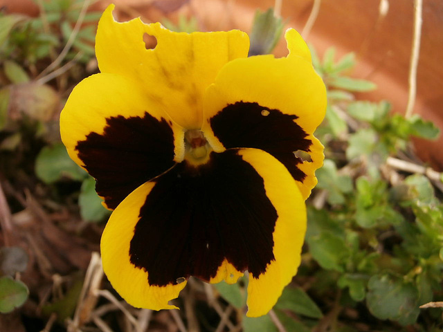 A pansy is still managing to grow