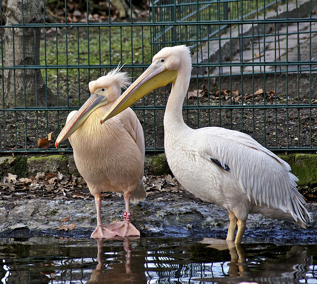 Pelikanpärchen