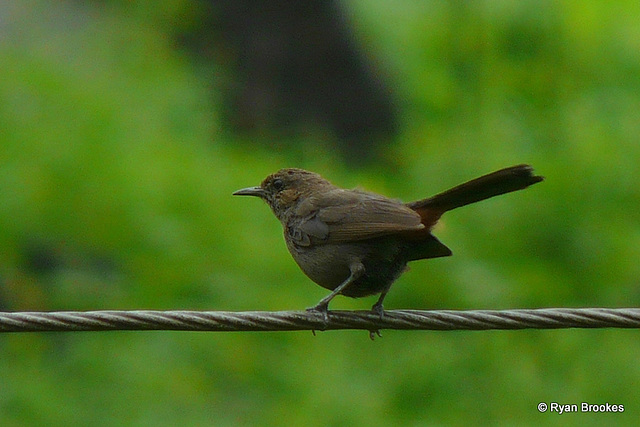 20090716-P1260283 Indian robin, female