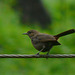 20090716-P1260283 Indian robin, female