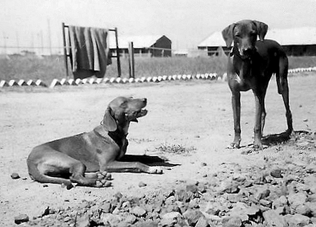 Floss & Rascal - India c1945