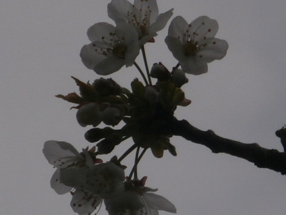 Flowering cherry blossom has started to bloom on the trees
