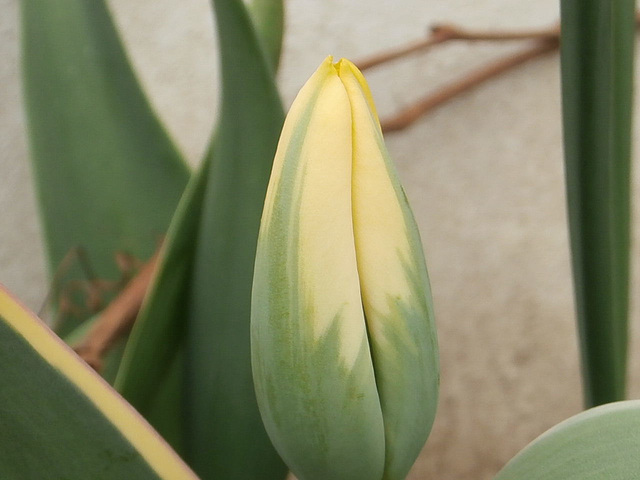 A new type of tulip