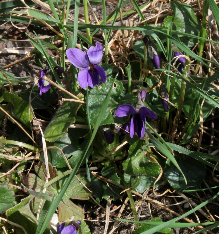 Violette odorante