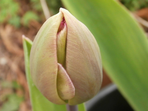 A new tulip will soon open