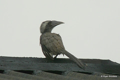 20090718-P1260396 Indian grey hornbill