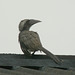 20090718-P1260396 Indian grey hornbill