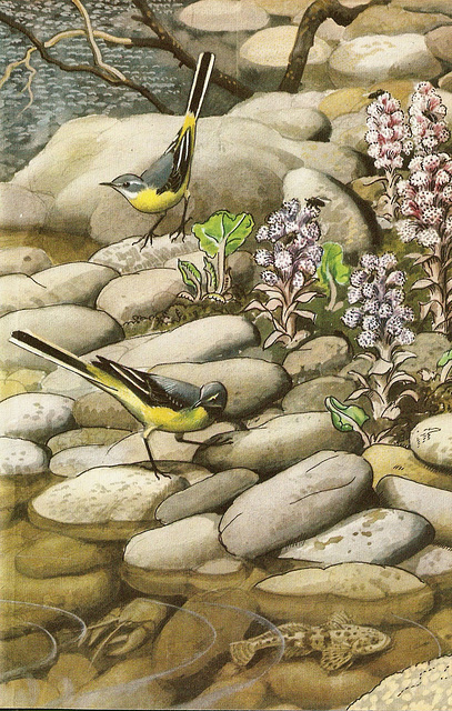 Grey wagtails.