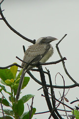 20090718-P1260404 Indian grey hornbill