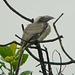 20090718-P1260404 Indian grey hornbill