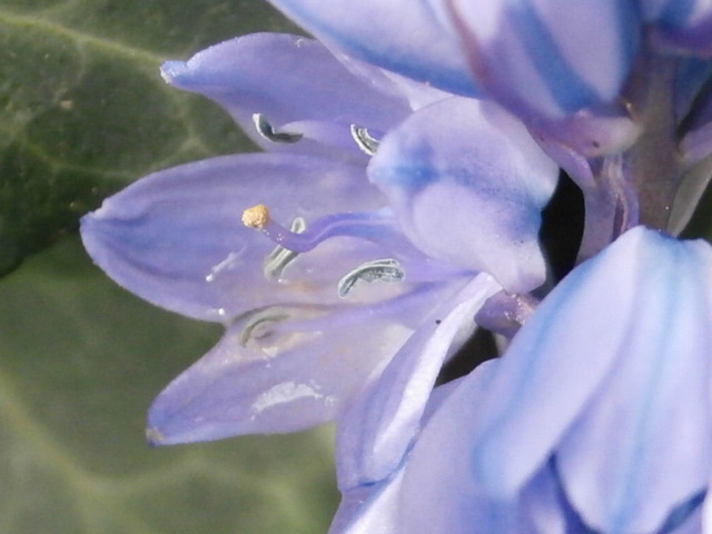 Bluebell flower