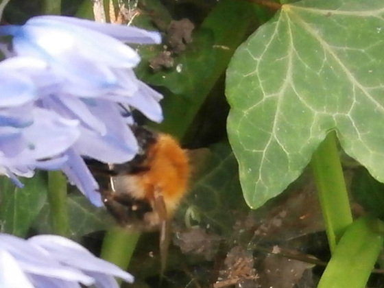 A bee is enjoying the new flowers