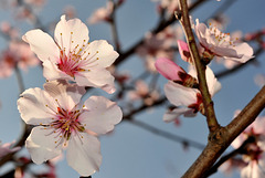 Fleurs de printemps