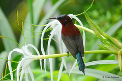 20090723-P1260618 Crimson-backed sunbird