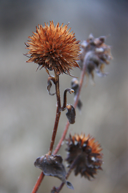 The Dead of Winter