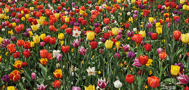 Spring is Tulip time.