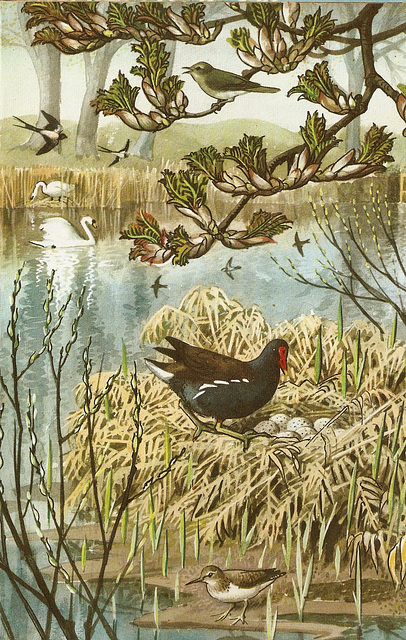 Moorhen & nest.