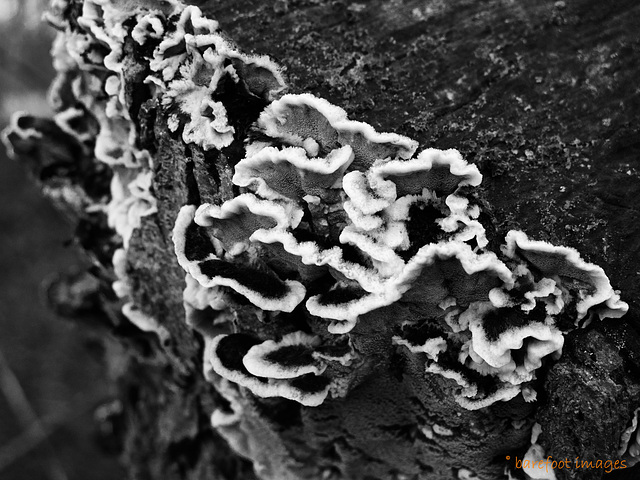 Baumpilze - tree fungi