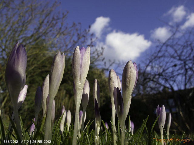 110|366: Erste Krokusse - First crocuses