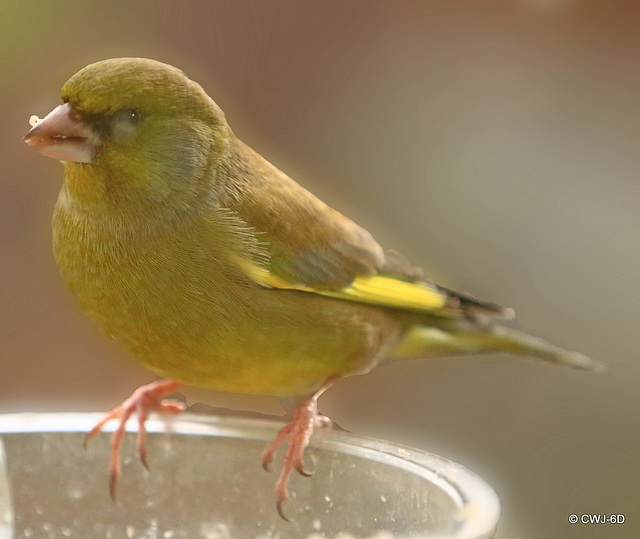 Early morning visitor - Greenfinch, as if you needed to be told...