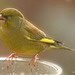 Early morning visitor - Greenfinch, as if you needed to be told...