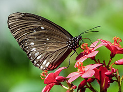 Common Indian Crow butterfly (Euploea core)