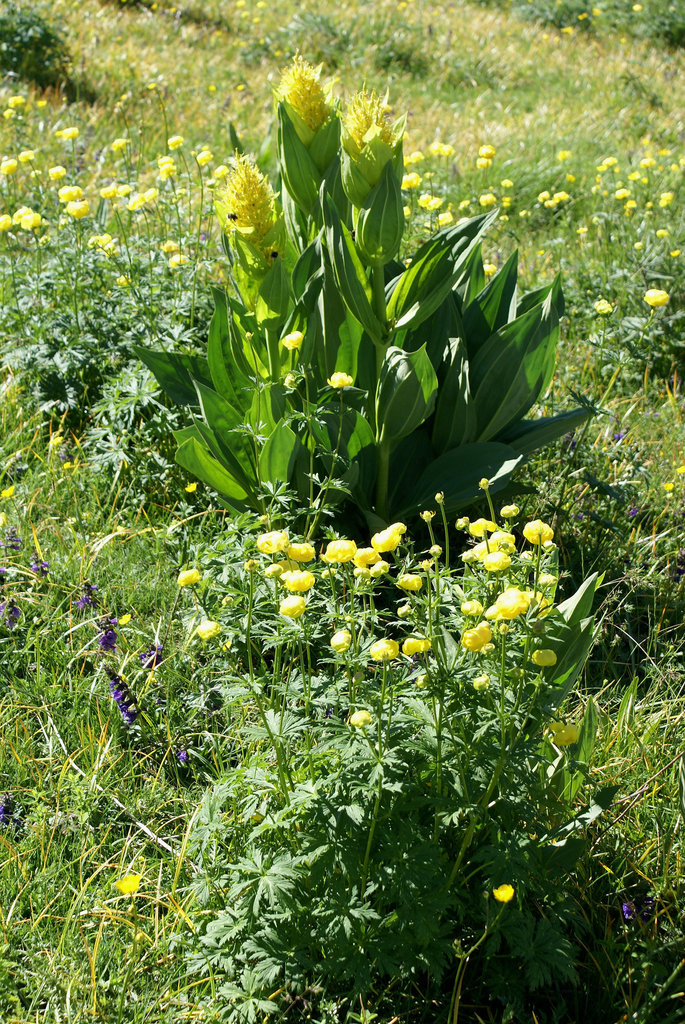 Gelber Enzian  und Trollblumen.  ©UdoSm