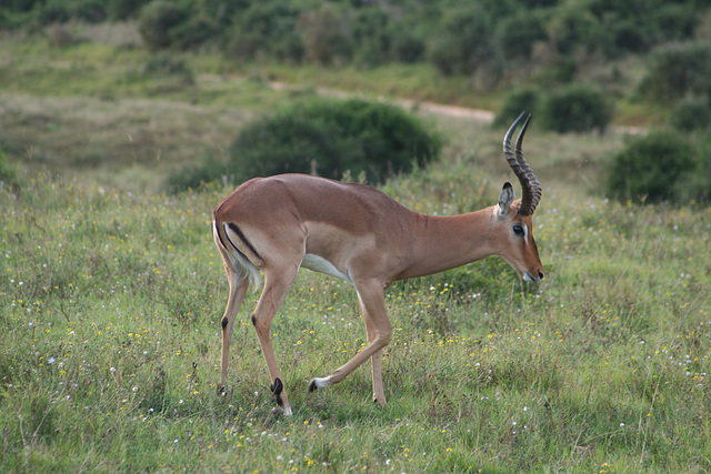 Antelope