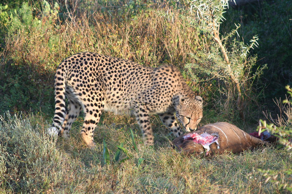 Cheetah