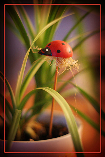 Ladybug