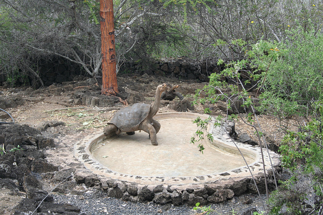 Lonesome George