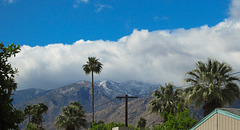 Palm Springs snow day (4911)