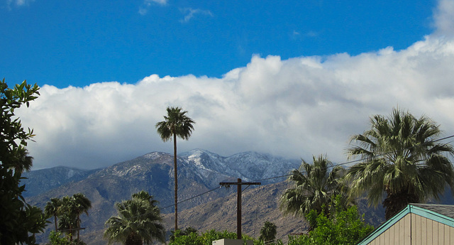 Palm Springs snow day (4911)