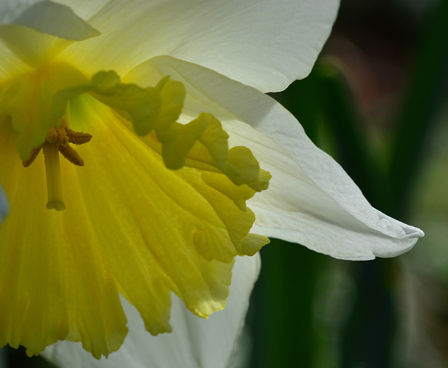 Daff