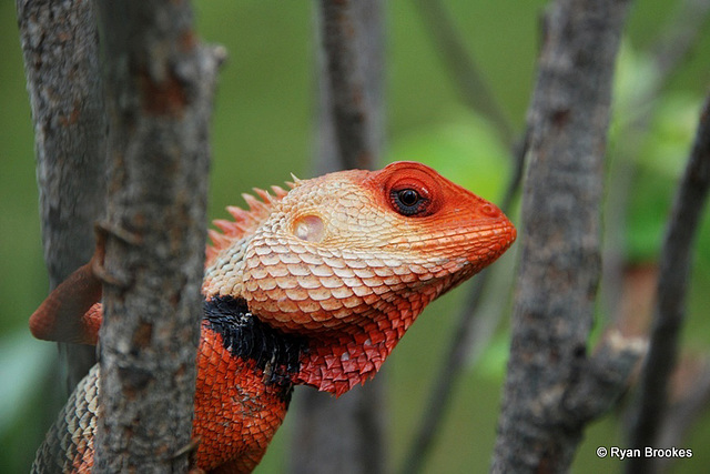 20090625-0660 Calotes versicolor (Daudin, 1802)